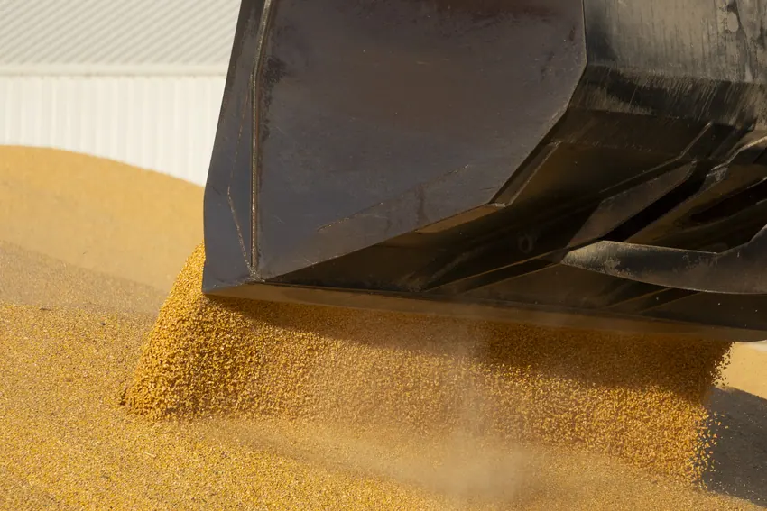 Grano de cereal cayendo de la pala en las instalaciones